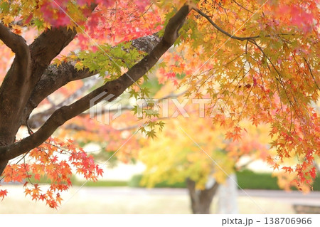 色とりどりの紅葉 138706966