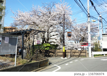 東京都国分寺市の野川の桜2026不動橋ポケットパーク(一里塚橋~不動橋) 東京都国分寺市の野川の桜2026不動橋ポケットパーク(一里塚橋~不動橋) 138706974