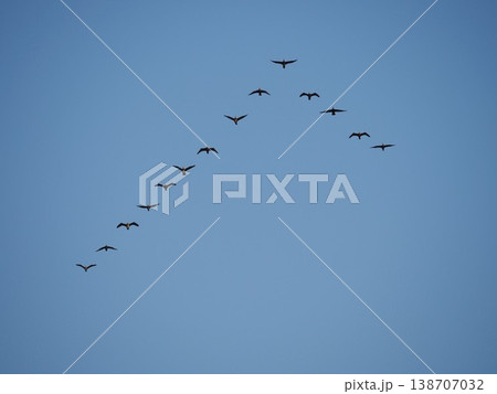 青空を飛ぶカワウの群れ 138707032