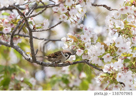 桜の木に止まるスズメ 138707065