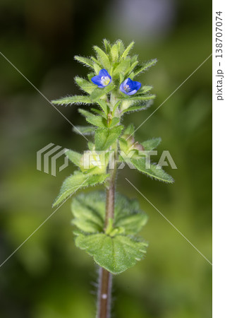 タチイヌノフグリ 138707074