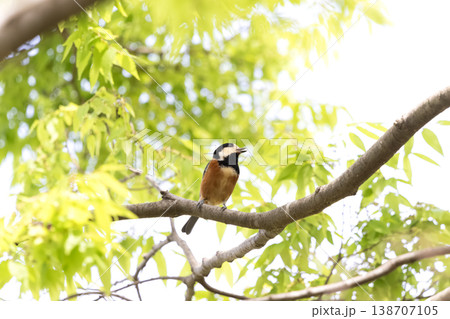 木に止まるヤマガラ 木に止まるヤマガラ 138707105