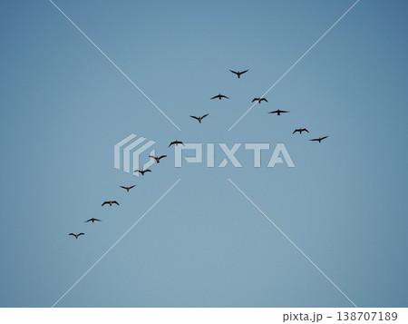青空を飛ぶカワウの群れ 138707189