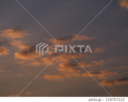 夕焼けの空を飛ぶカワウの群れ 夕焼けの空を飛ぶカワウの群れ 138707222