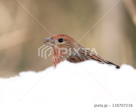 雪の向こう側にいるオオマシコ（雌） 138707238
