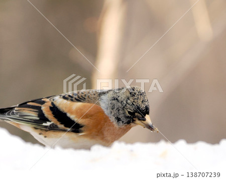 雪の向こう側にいるアトリ（雄） 138707239