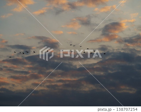 夕焼けの空を飛ぶカワウの群れ 夕焼けの空を飛ぶカワウの群れ 138707254