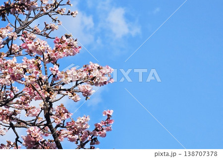Cherry blossoms or sakura blooming against a clear blue sky with space for text. 138707378