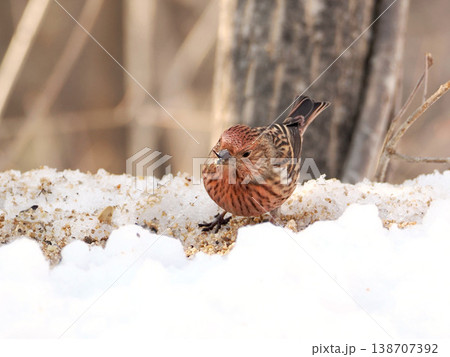 雪の向こう側にいるオオマシコ（雌） 138707392