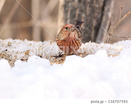 雪の向こう側にいるオオマシコ（雌） 138707393