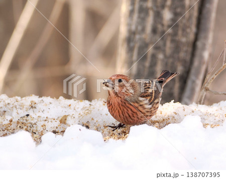 雪の向こう側にいるオオマシコ（雌） 138707395