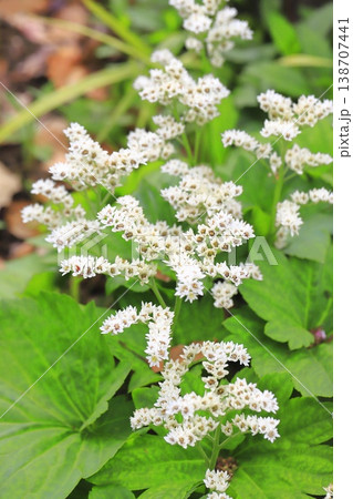 丹頂草（タンチョウソウ）の花 138707441