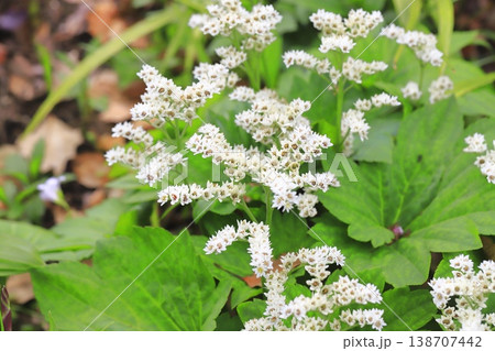 丹頂草（タンチョウソウ）の花 138707442