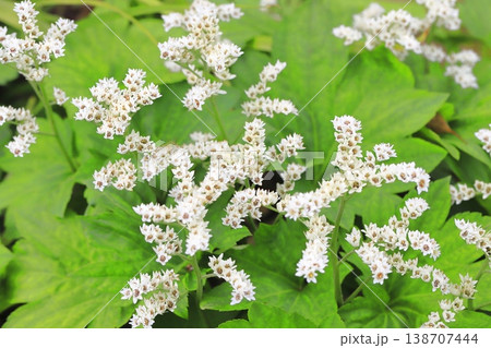 丹頂草(タンチョウソウ)の花 丹頂草(タンチョウソウ)の花 138707444