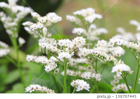 丹頂草（タンチョウソウ）の花 138707445