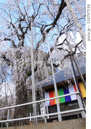 慈眼寺のしだれ桜 慈眼寺のしだれ桜 138707538