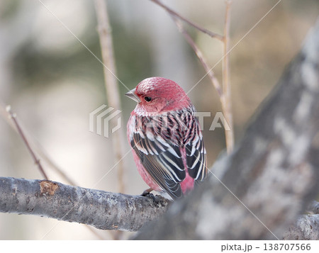 枝の上にとまっているオオマシコ（雄） 138707566