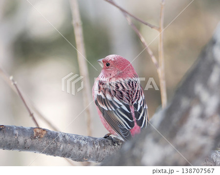 枝の上にとまっているオオマシコ（雄） 138707567