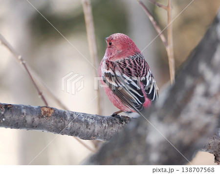 枝の上にとまっているオオマシコ（雄） 138707568