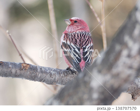 枝の上にとまっているオオマシコ（雄） 138707570