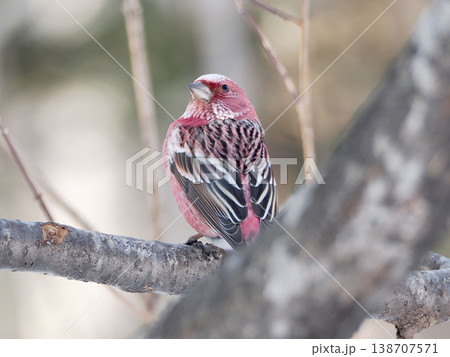 枝の上にとまっているオオマシコ（雄） 138707571