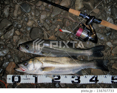 ルアーで釣れたフッコ ルアーで釣れたフッコ 138707733