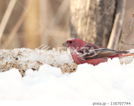 雪の向こう側にいるオオマシコ（雄） 138707744