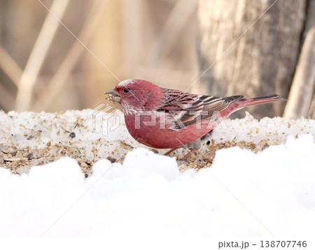 雪の向こう側にいるオオマシコ（雄） 138707746