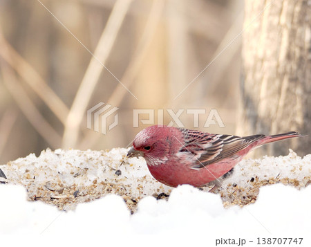 雪の向こう側にいるオオマシコ（雄） 138707747