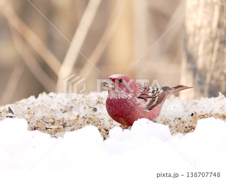 雪の向こう側にいるオオマシコ（雄） 138707748