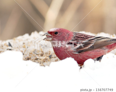 雪の向こう側にいるオオマシコ（雄） 138707749