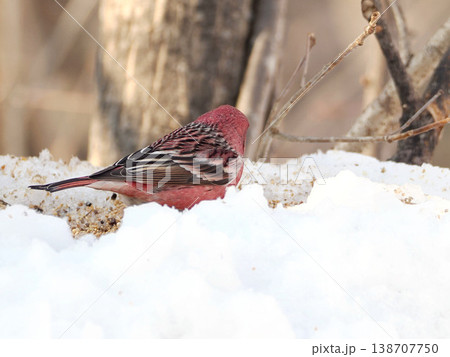 雪の向こう側にいるオオマシコ（雄） 138707750