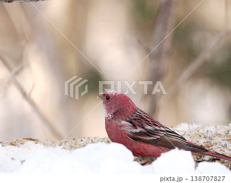 雪の向こう側にいるオオマシコ（雄） 138707827