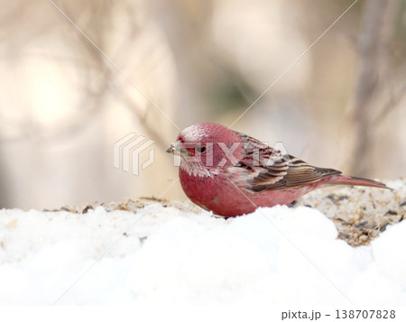 雪の向こう側にいるオオマシコ（雄） 138707828