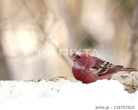 雪の向こう側にいるオオマシコ（雄） 138707829