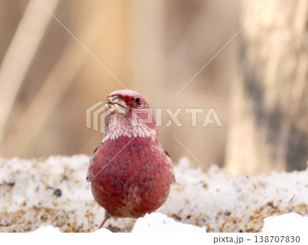 雪の向こう側にいるオオマシコ（雄） 138707830