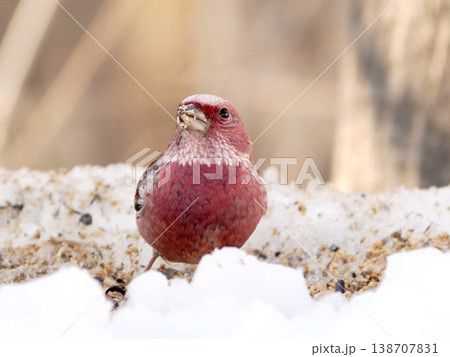 雪の向こう側にいるオオマシコ(雄) 雪の向こう側にいるオオマシコ(雄) 138707831
