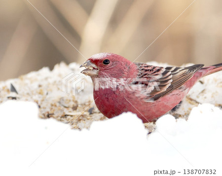 雪の向こう側にいるオオマシコ（雄） 138707832