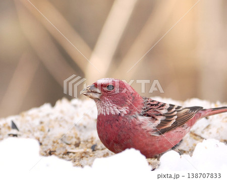 雪の向こう側にいるオオマシコ（雄） 138707833