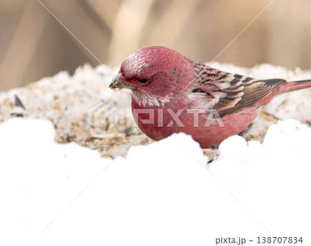 雪の向こう側にいるオオマシコ（雄） 138707834