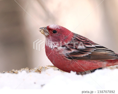 雪の向こう側にいるオオマシコ（雄） 138707892