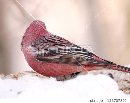 雪の向こう側にいるオオマシコ（雄） 138707893