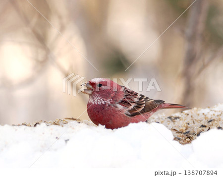 雪の向こう側にいるオオマシコ（雄） 138707894