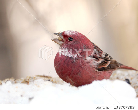 雪の向こう側にいるオオマシコ（雄） 138707895