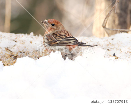 雪の向こう側にいるオオマシコ（雌） 138707918