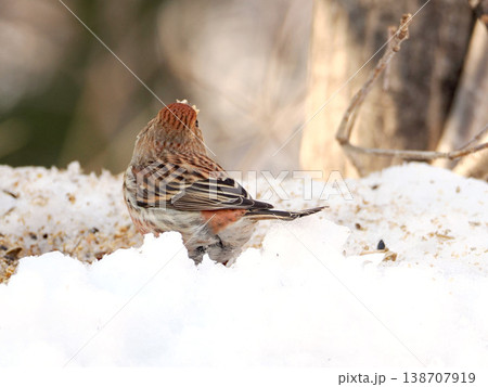 雪の向こう側にいるオオマシコ（雌） 138707919