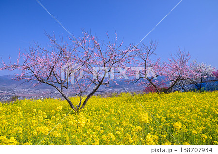 美しい桃の花で埋まる山梨桃源郷 138707934