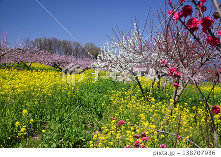 美しい桃の花で埋まる山梨桃源郷 美しい桃の花で埋まる山梨桃源郷 138707936