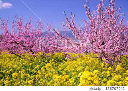 美しい桃の花で埋まる山梨桃源郷 美しい桃の花で埋まる山梨桃源郷 138707942