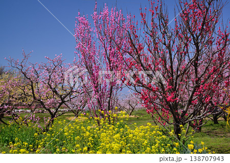 美しい桃の花で埋まる山梨桃源郷 138707943